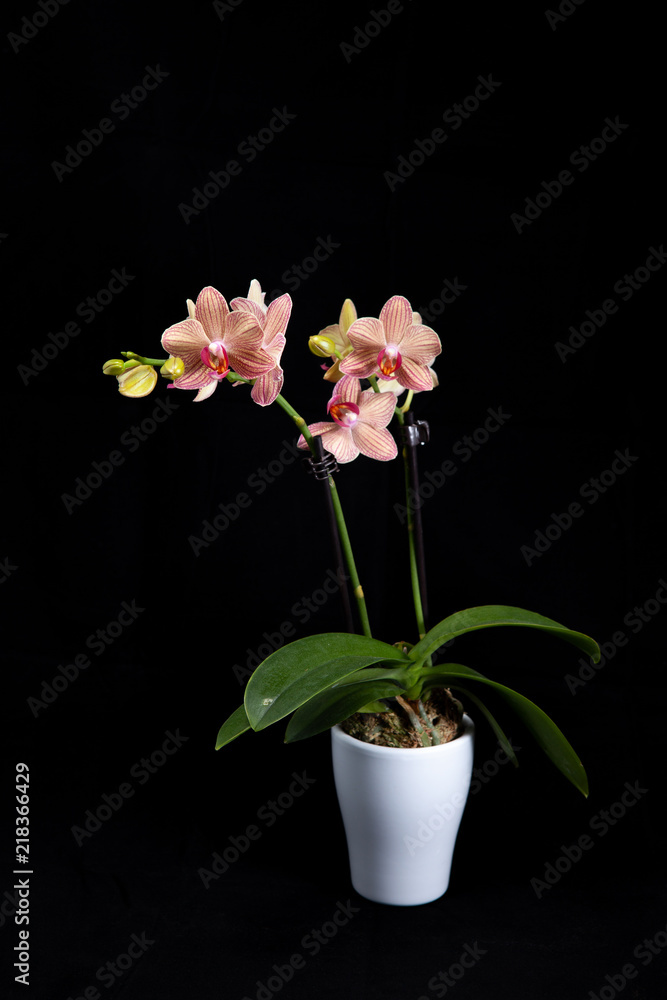 Plant in white pot against a black background Plant in white pot against a black background