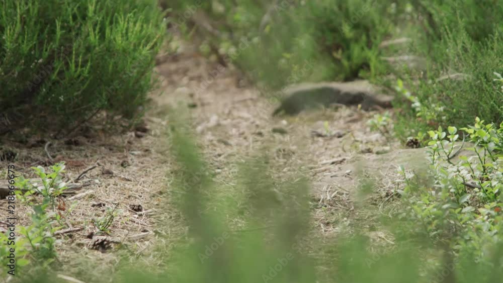 close up shot of a mountain biker riding through a dusty trail in a forest close up shot of a mountain biker riding through a dusty trail in a forest