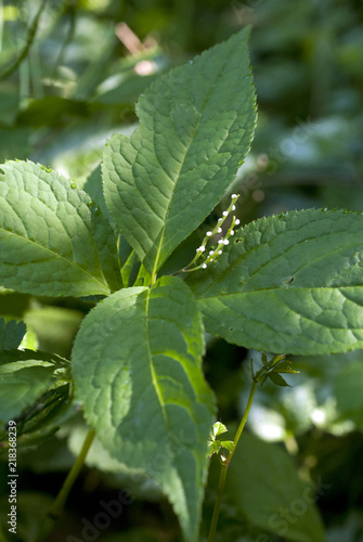 Wallpaper Mural 二人静 Torontodigital.ca