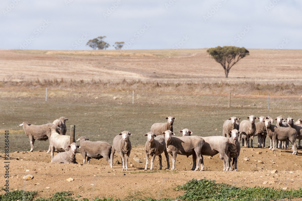 Sheep Australia 