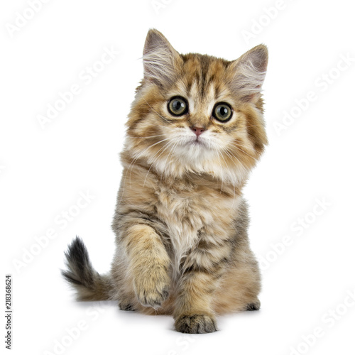Super adorable golden british Longhair cat kitten sitting facing front eith one paw lifted in air, looking curious in camera with big green eyes, isolated on white background