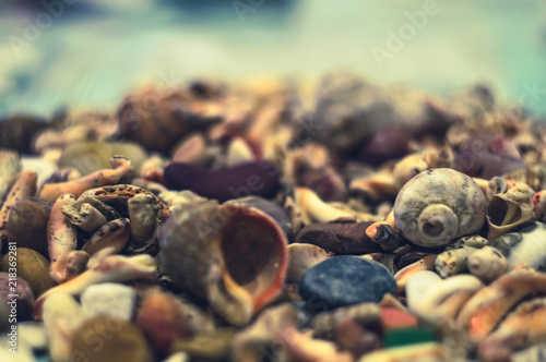 Fototapeta Naklejka Na Ścianę i Meble -  seashells