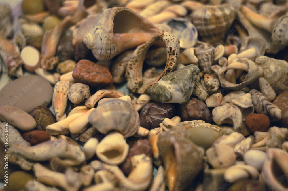 Seashells Seashells