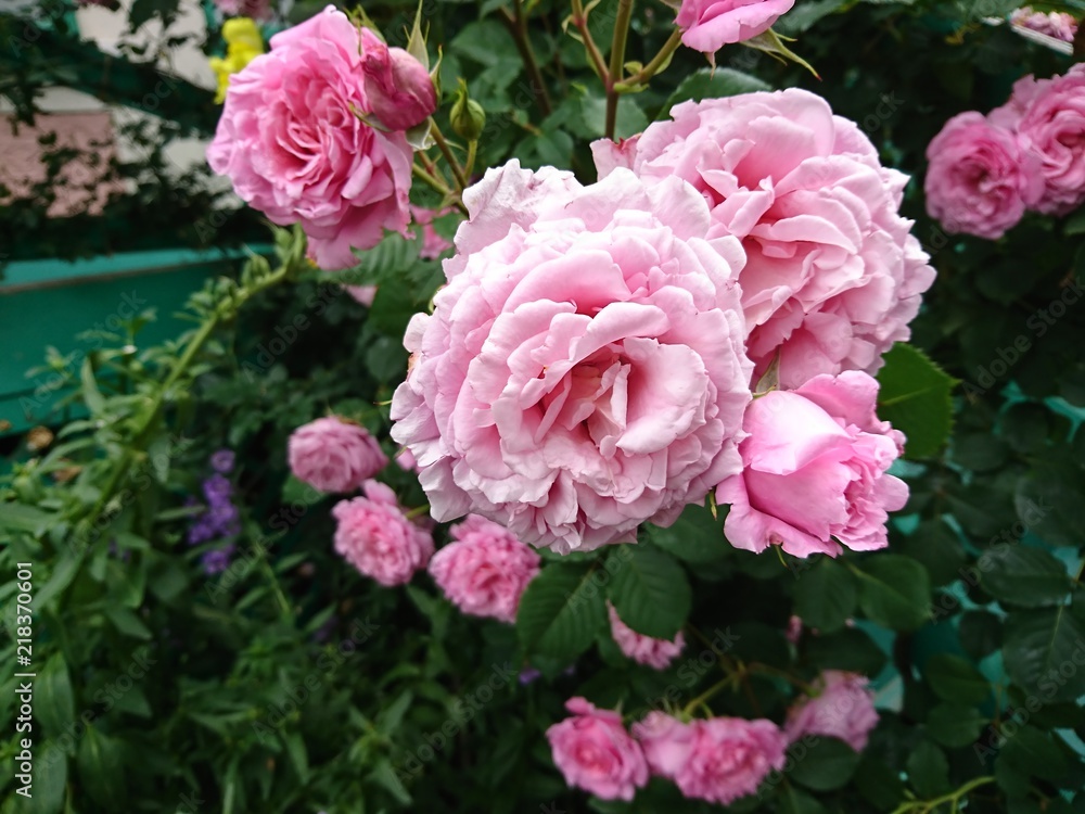 Flowers Flowers