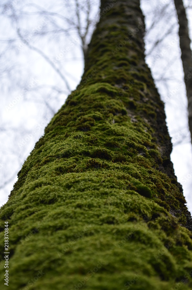 Fototapeta premium texture of moss in approximation, macro green moss