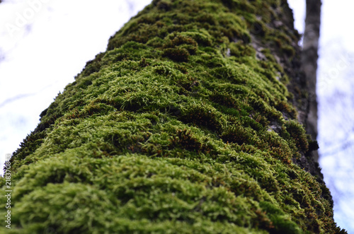 texture of moss in approximation, macro green moss
