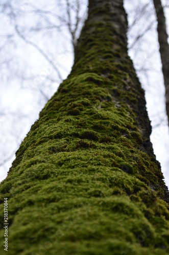 texture of moss in approximation, macro green moss