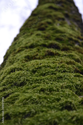 texture of moss in approximation, macro green moss