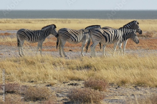 Steppenzebras  Equus quagga  im Etosha Nationalpark  Namibia 