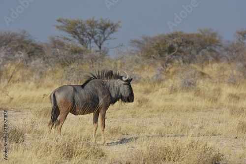 Streifengnu  Connochaetes  im Etosha Nationalpark