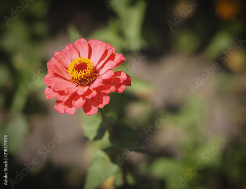 Flower of Zinnia in the garden. Selective focus with shallow depth of field.