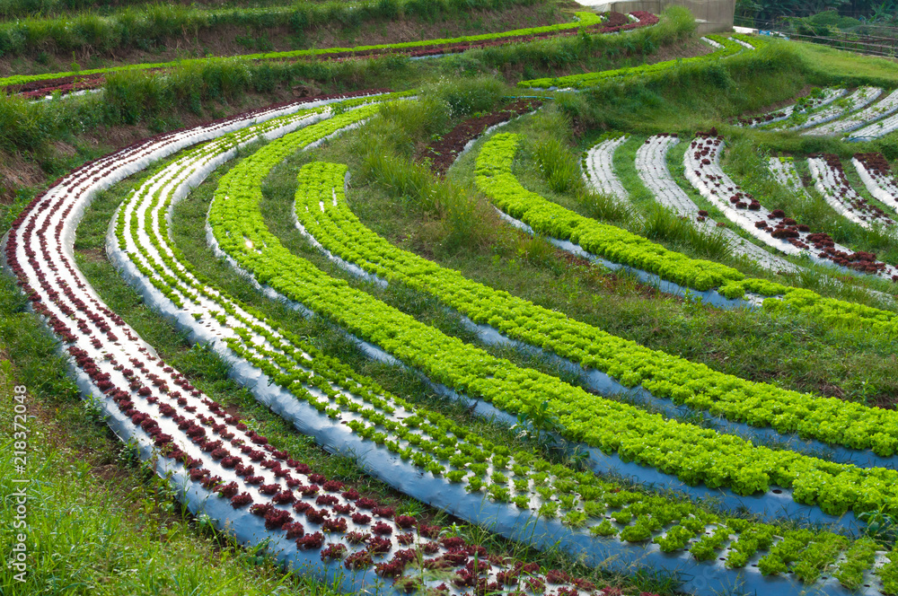 Rows of fresh lettuce plantation and vegetable of familiar agriculture at countryside in Thailand
