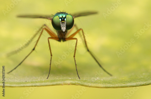 Long legged fly stand on green leaves, small green fly. © Kamphol