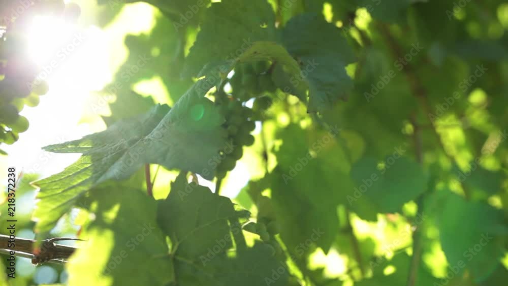 Long view down a vine trellis across a bunch of green grapes with the sun behind. Long view down a vine trellis across a bunch of green grapes with the sun behind.