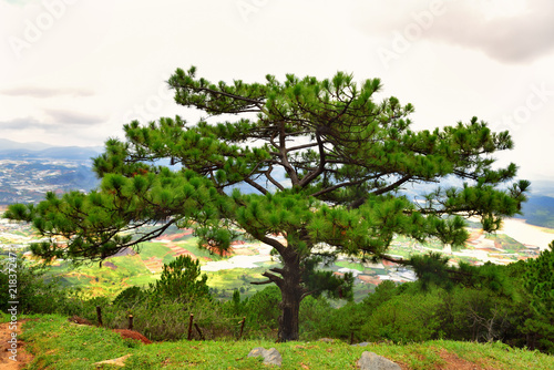Pine tree on Lang Biang mountains natural park in Dalat  South Vietnam