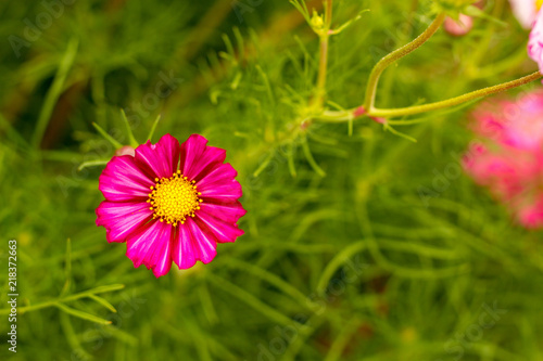 Pink flower with a yellow center and a green bokeh background