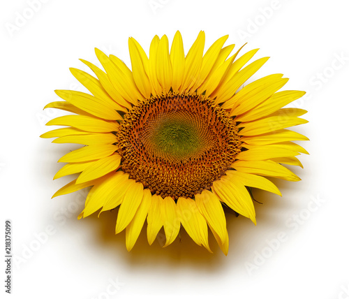 Fototapeta Naklejka Na Ścianę i Meble -  Sunflower