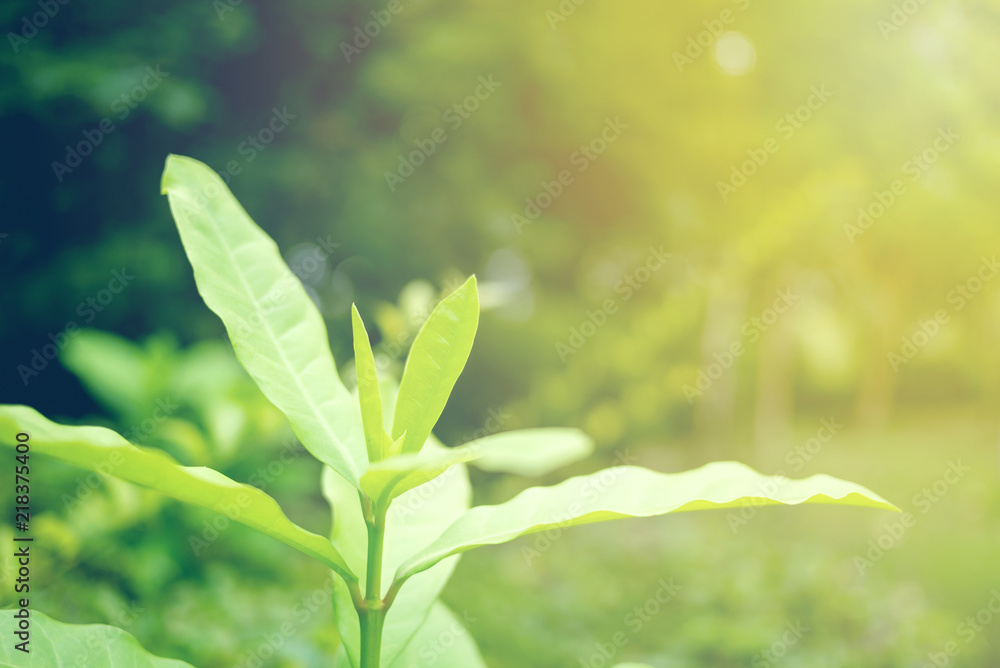 Green leaf soft focus with closeup in nature view on blurred greenery background in the garden with copy space use for design wallpaper concept. Green leaf soft focus with closeup in nature view on blurred greenery background in the garden with copy space use for design wallpaper concept.