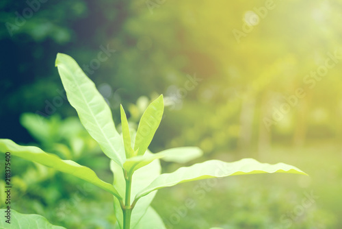 Green leaf soft focus with closeup in nature view on blurred greenery background in the garden with copy space use for design wallpaper concept.