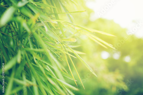 Green leaf soft focus with closeup in nature view on blurred greenery background in the garden with copy space use for design wallpaper concept.
