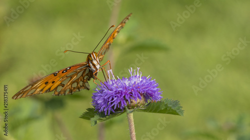Macro - Orange Butterfly