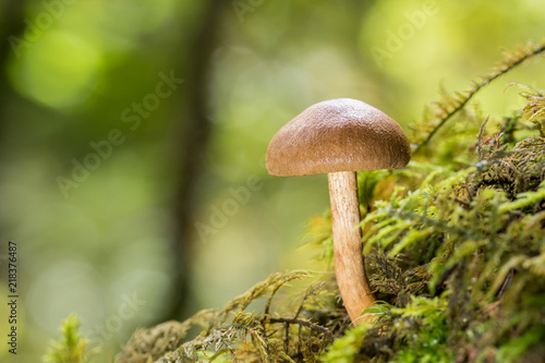 Petit champignon sur de la mousse © Patric Froidevaux