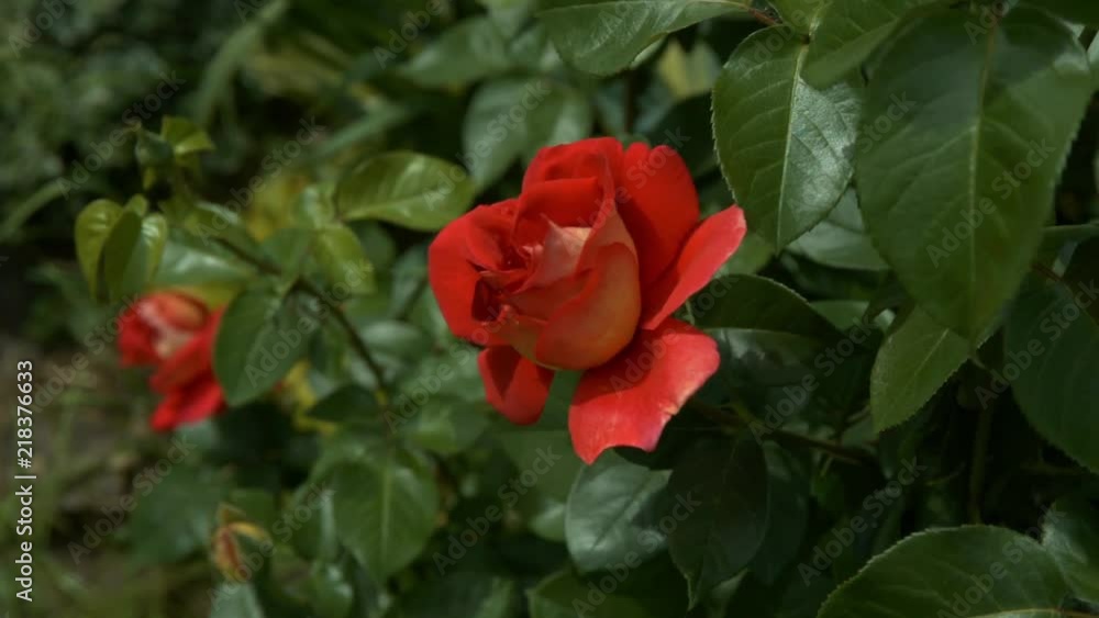 The rose bush of the Kronenbourg variety is swaying in the wind.
The rose bush of the Kronenbourg variety is swaying in the wind.