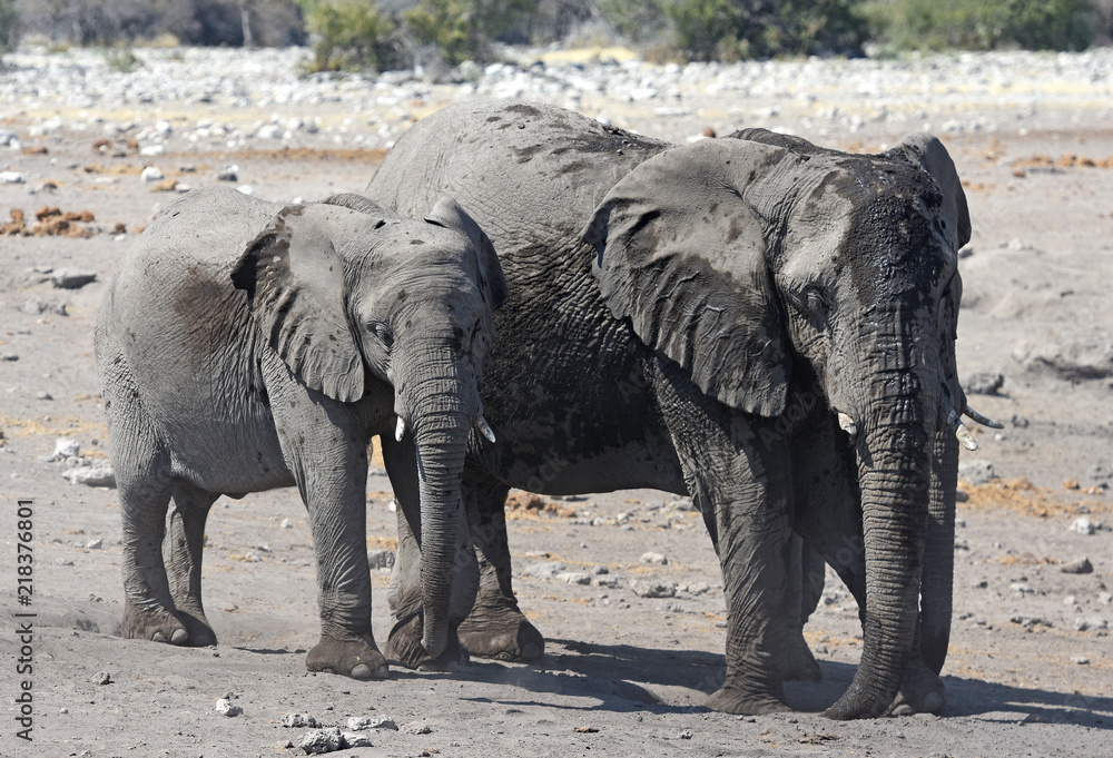 Fototapeta premium Afrikanische Elefanten (loxodonta africana) im Etosha Nationalpark (Namibia)