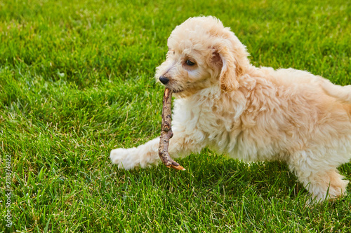 Cute Mini Goldendoodle Puppy