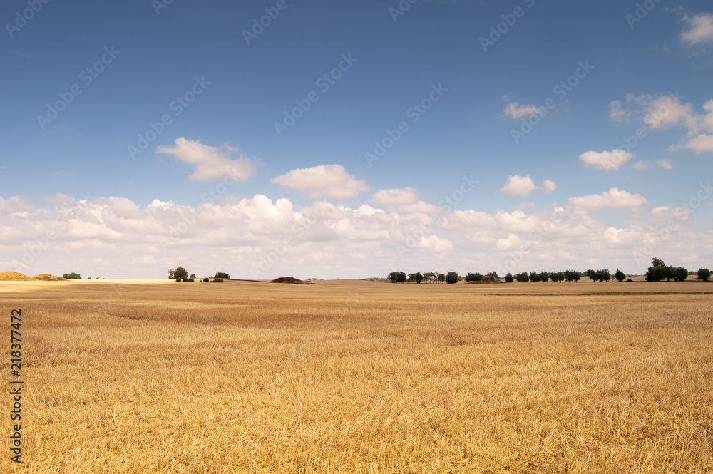 Sunny Field