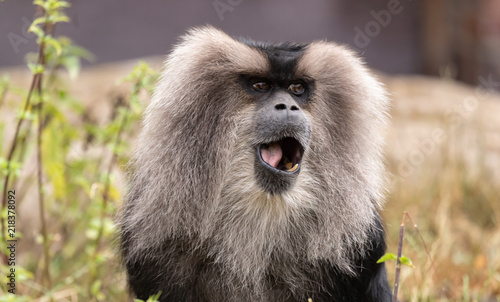 Wallpaper Mural Zoo Torontodigital.ca