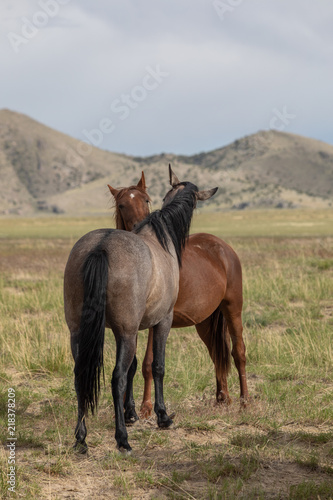Wild Horses in Utah in Summer