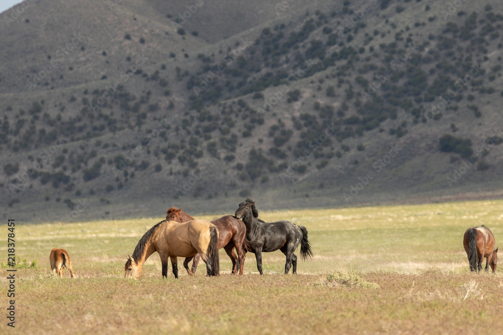 Obraz premium Wild Horses in Utah in Summer