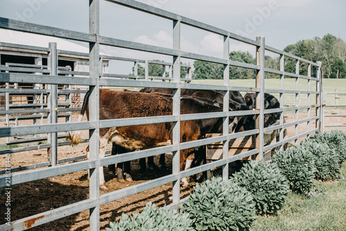 Indiana Cow Farm, Crawfordsville IN photo