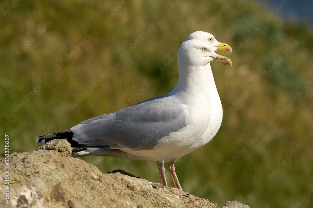 Couple de Goéland gris