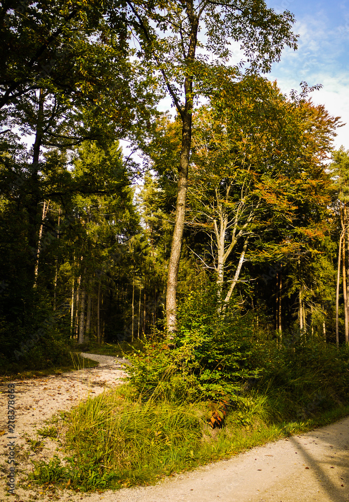 Fototapeta premium Autumn Forest Path showing the leaves turning orange. Taken in fall in Bavaria, Germany