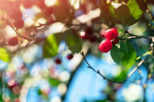 Quadro em tela Cherry berries on the branches in the garden in sunlight
