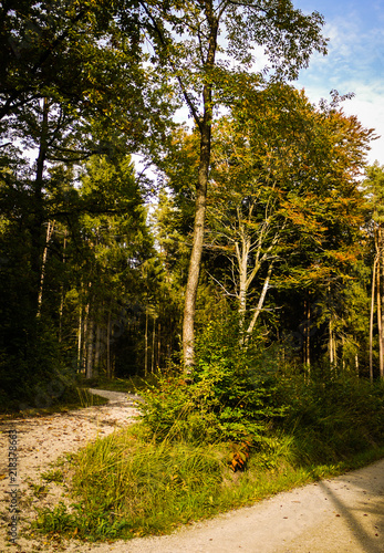 Fototapeta Naklejka Na Ścianę i Meble -  Autumn Forest Path showing the leaves turning orange. Taken in fall in Bavaria, Germany
