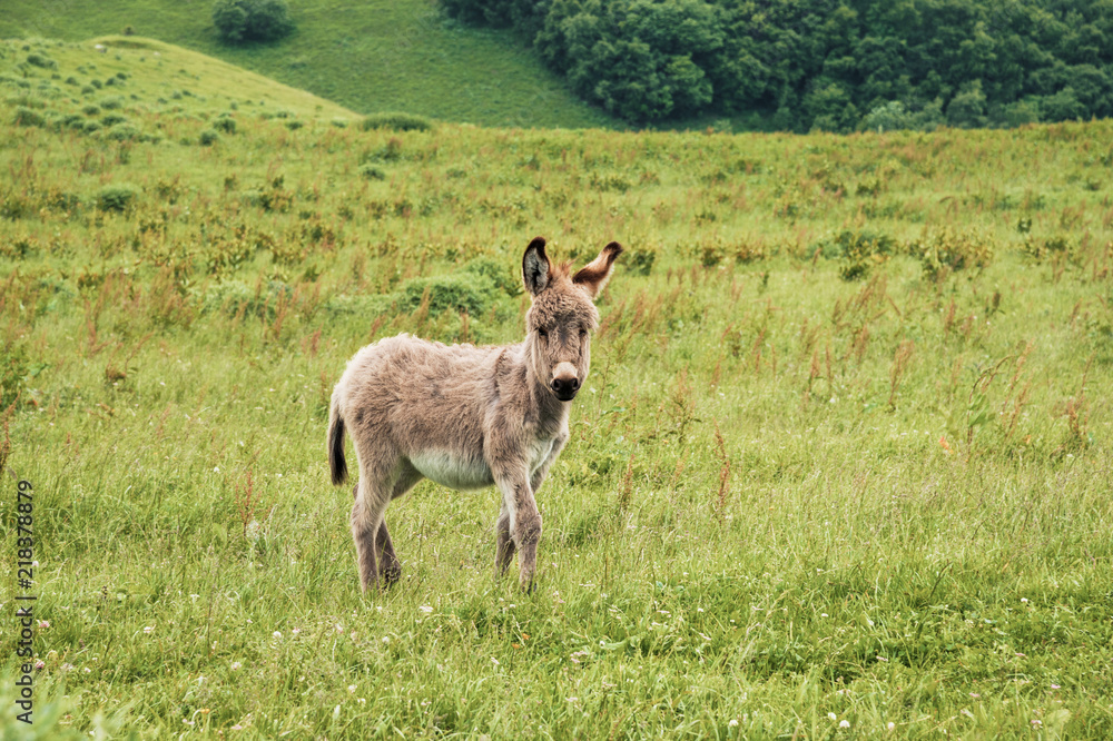 Portrait of a beautiful fluffy ass, Equus asinus, in the middle of a green meadow. On a sunny morning Portrait of a beautiful fluffy ass, Equus asinus, in the middle of a green meadow. On a sunny morning