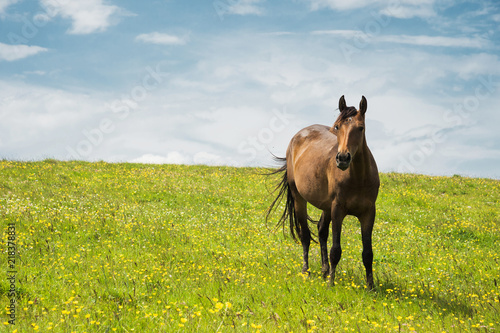 A horse on a green pasture with yellow flowers against a blue sky with clouds. Brown horse