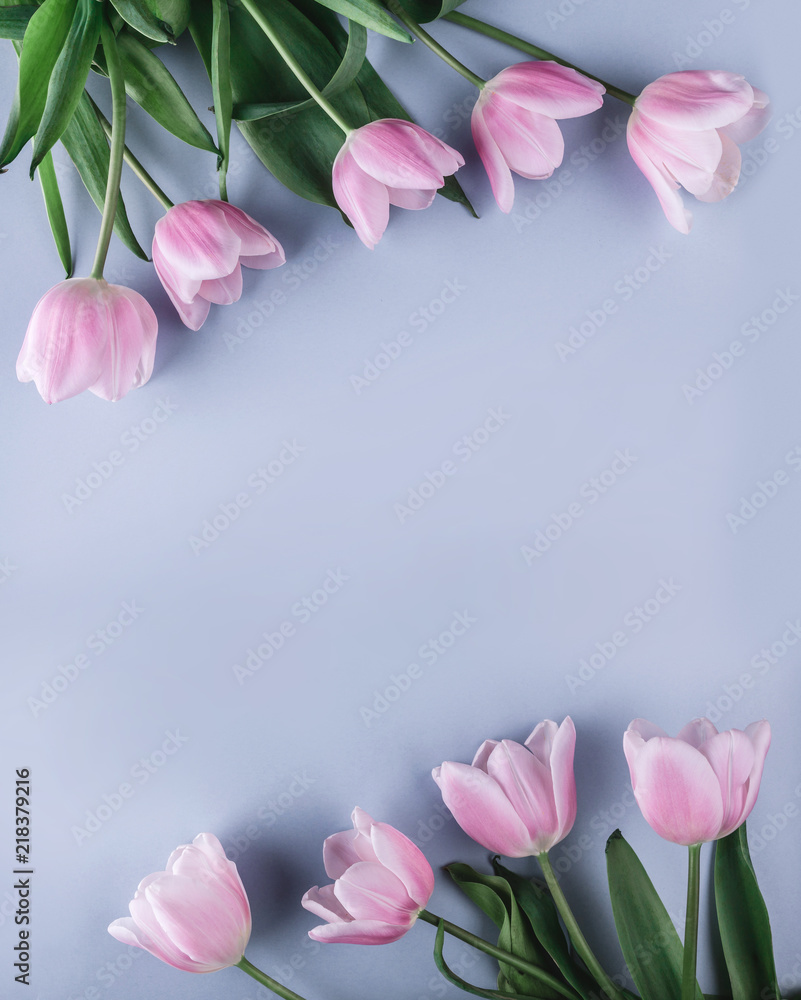 Pink tulips flowers on blue background. Waiting for spring. Greeting card or wedding invitation. Flat lay, top view, copy space Pink tulips flowers on blue background. Waiting for spring. Greeting card or wedding invitation. Flat lay, top view, copy space