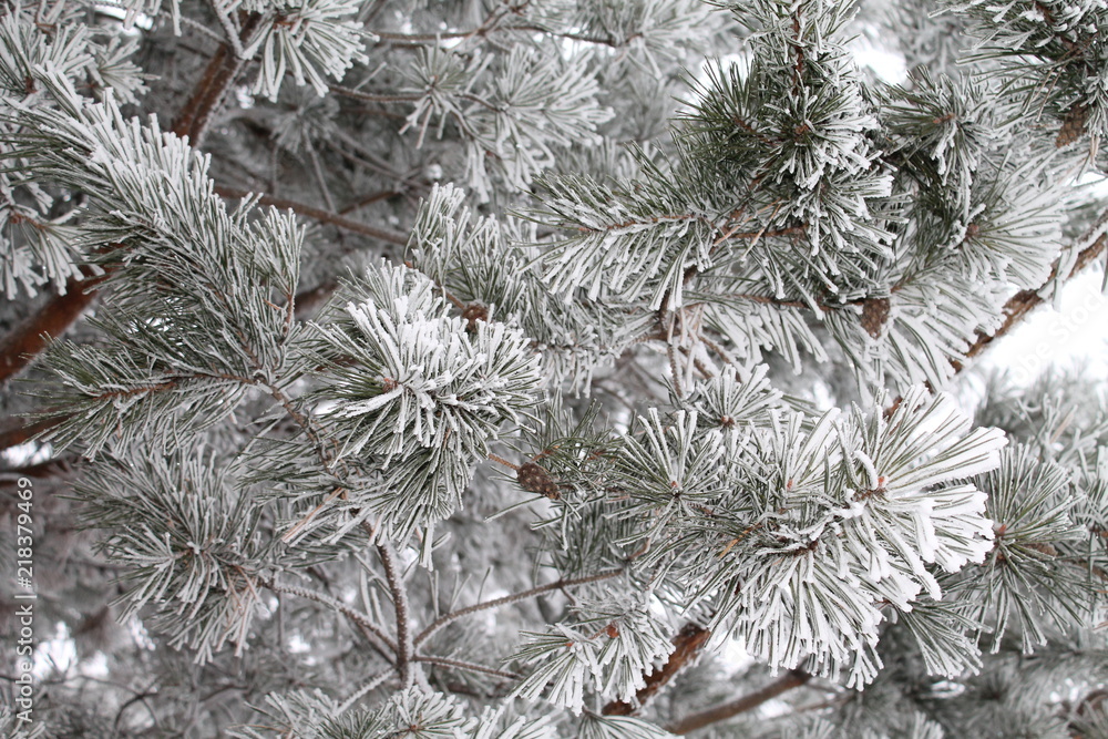 Winter pine forest in frost.