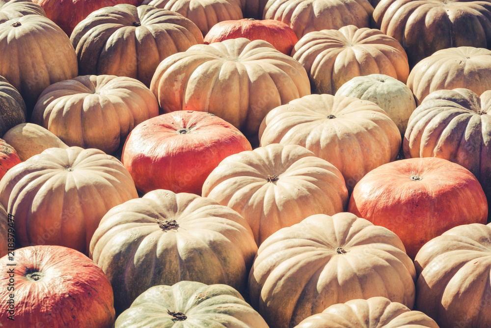 A lot of pumpkin. Fall pattern. Farmers market.