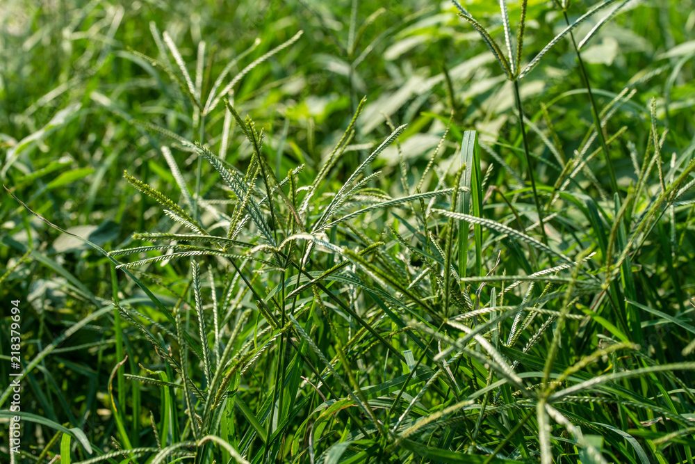 Background shot of healthy green grass