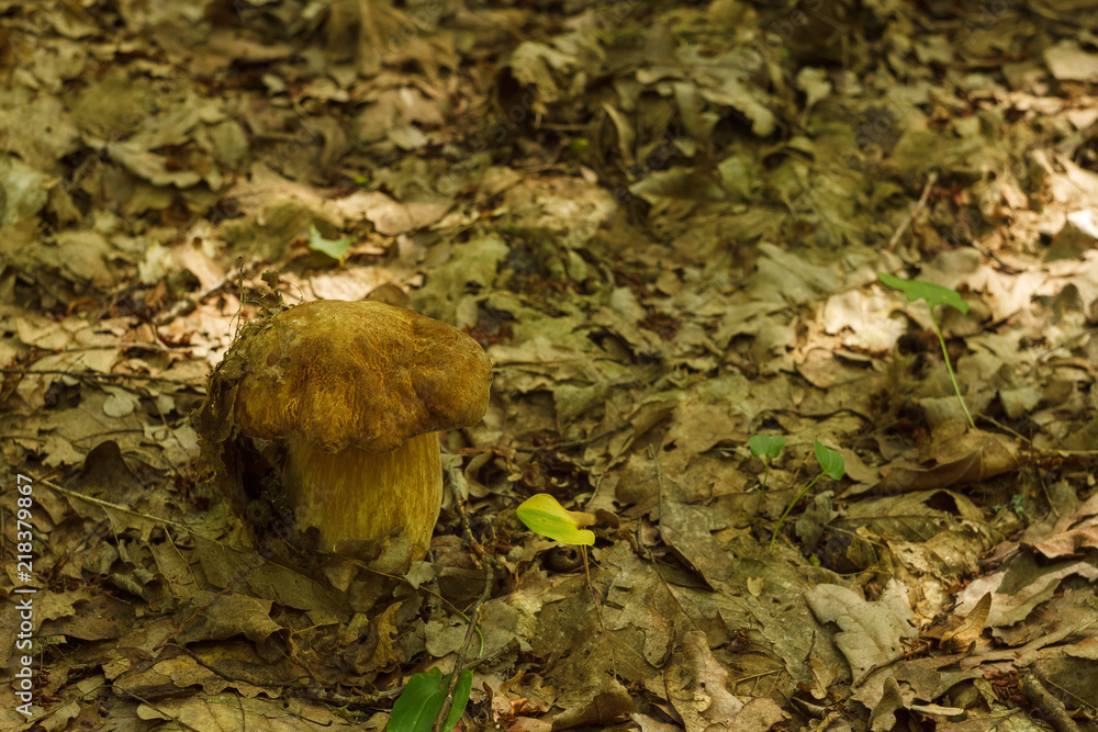 White mushroom in the dark forest. (Boletus edulis) White mushroom in the dark forest. (Boletus edulis)