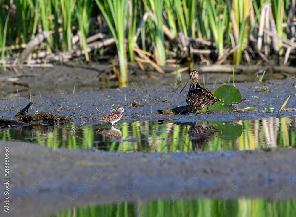 Wilson's Snipe and Least Sandpiper Foraging in Summer Wilson's Snipe and Least Sandpiper Foraging in Summer