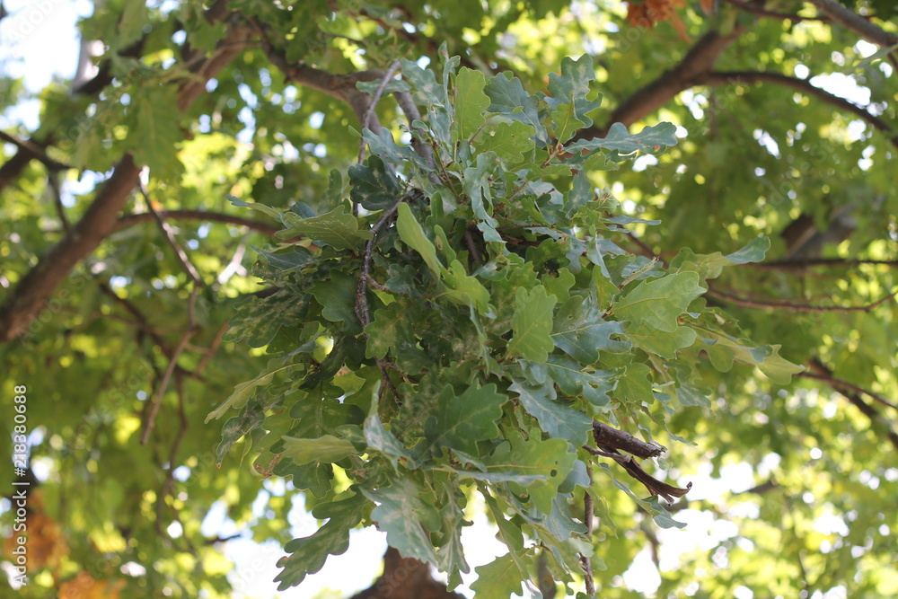 Oak Leaves.