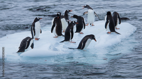 Group of Gentoo Penguins Playing on a Sheet of Floating Ice in Antarctica