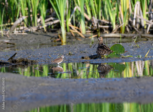 Wilson's Snipe and Least Sandpiper Foraging in Summer