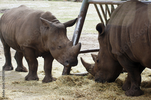 Nashorn in Gefangenschaft im Zoo